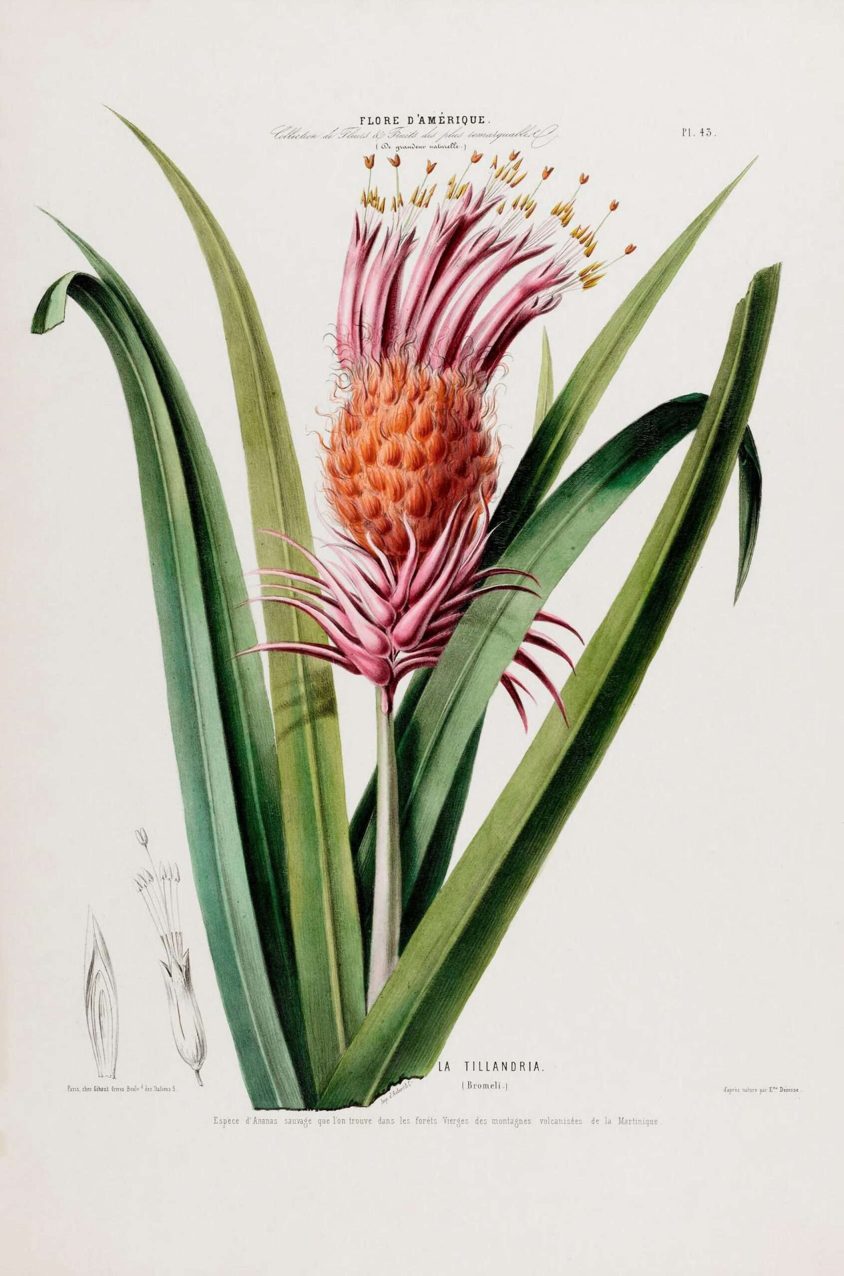La Tillandria Botanical Poster - Sauca Collection